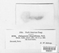 Panellus pusillus image